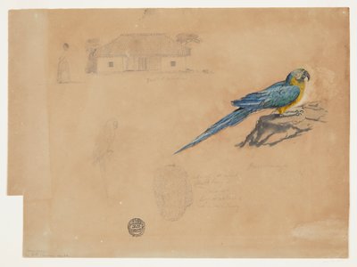 Studio di Guacamaya, Bogotá, Colombia da Frederic Edwin Church