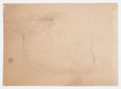 Studio di due alberi e tre piante, vicino a Jorje, Ecuador da Frederic Edwin Church