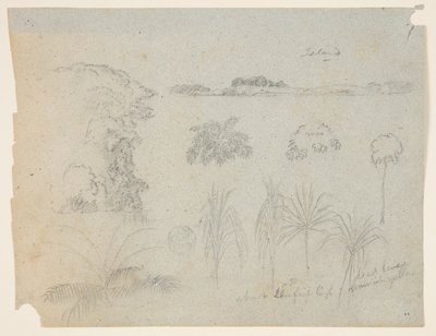 Studio con cime di alberi, alberi, cinque disegni di piante e un