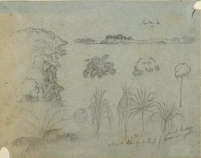 Studio con cime degli alberi, alberi, cinque disegni di piante e un