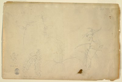 Spine e cardi da Frederic Edwin Church