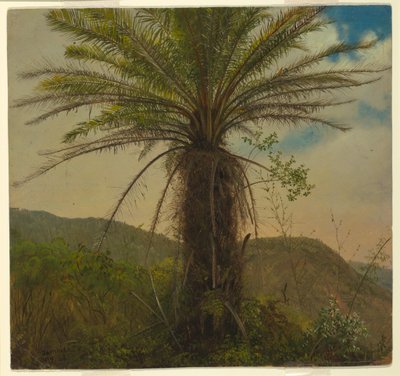 Felce arborea, Giamaica, luglio 1865 da Frederic Edwin Church