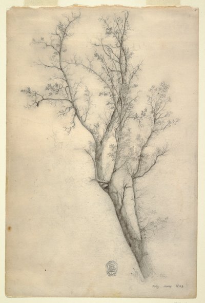 Albero con molti rami da Frederic Edwin Church