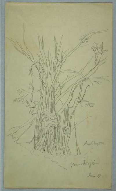 Albero con molti tronchi separati vicino a Jorje, Ecuador da Frederic Edwin Church