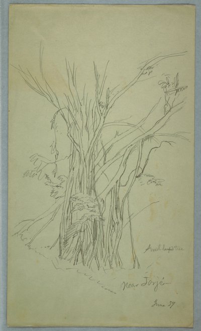 Albero con Molti Tronchi Separati vicino a Jorje, Ecuador, Giugno 1857 da Frederic Edwin Church