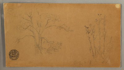 Alberi e piante, Enula campana da Frederic Edwin Church