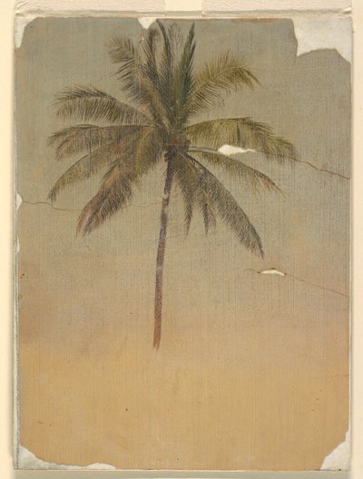 Tronco e cima di una palma da Frederic Edwin Church