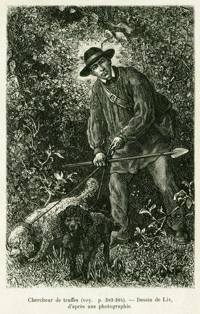 Un cercatore di tartufi. Incisione di Lix per illustrare la storia Attraverso l