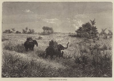 India e il Principe di Galles, caccia alla tigre dall