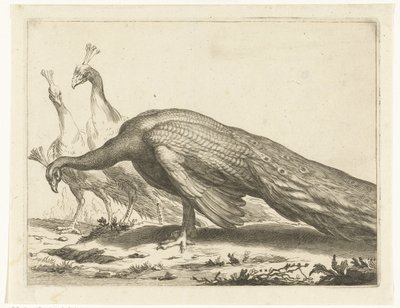 Pavoni (Il libro di disegno di Abraham Bloemaert) da Frederick Bloemaert
