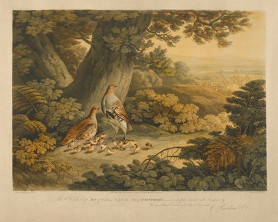 Pernici da Frederick Christian Lewis