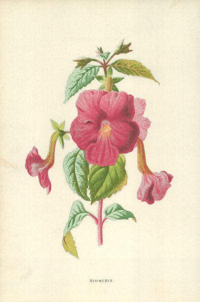 Achimenes da Frederick Edward Hulme