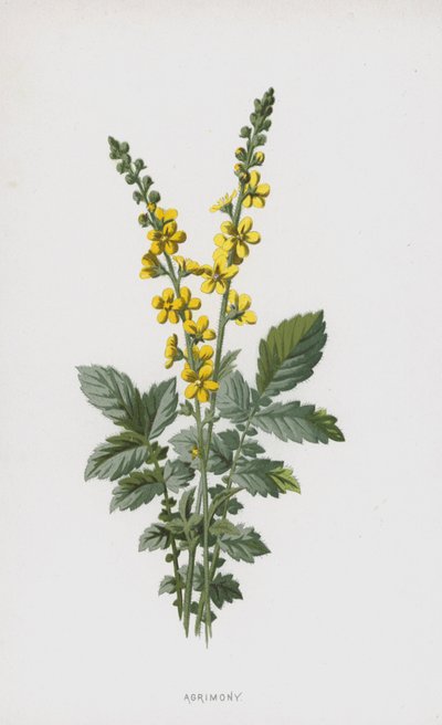 Agrimonia da Frederick Edward Hulme
