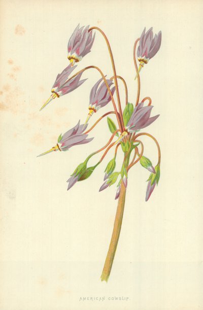 Cowslip americano da Frederick Edward Hulme