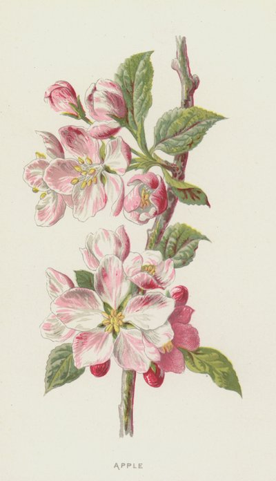 Mela da Frederick Edward Hulme