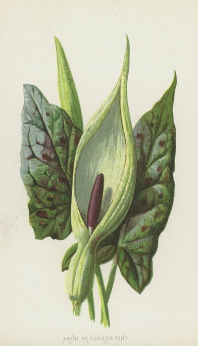 Arum o Cuculo da Frederick Edward Hulme