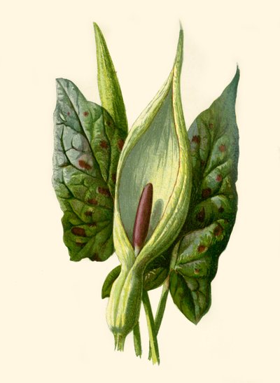 Arum o Gigaro, 1877 da Frederick Edward Hulme
