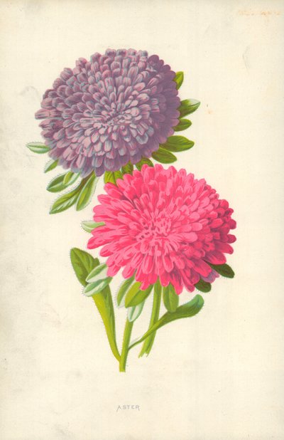 Aster da Frederick Edward Hulme