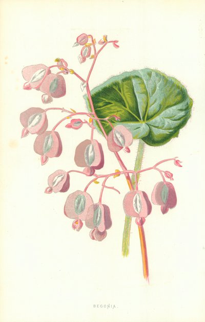 Begonia da Frederick Edward Hulme