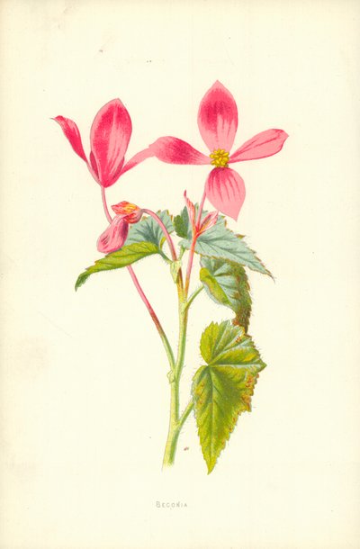 Begonia da Frederick Edward Hulme