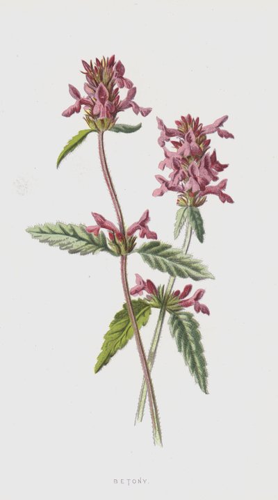 Betonica da Frederick Edward Hulme