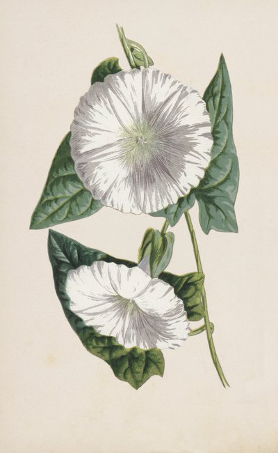 Vilucchio da Frederick Edward Hulme