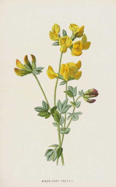 Ginestrino da Frederick Edward Hulme