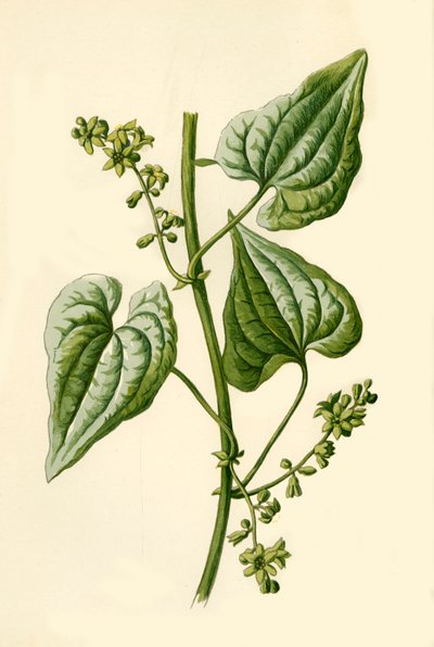 Bryonia nera, 1877 da Frederick Edward Hulme
