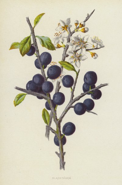Prugnolo da Frederick Edward Hulme