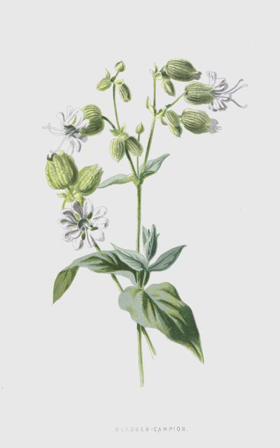 Silene gonfiata da Frederick Edward Hulme