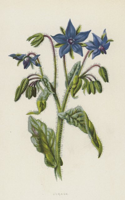 Borragine da Frederick Edward Hulme