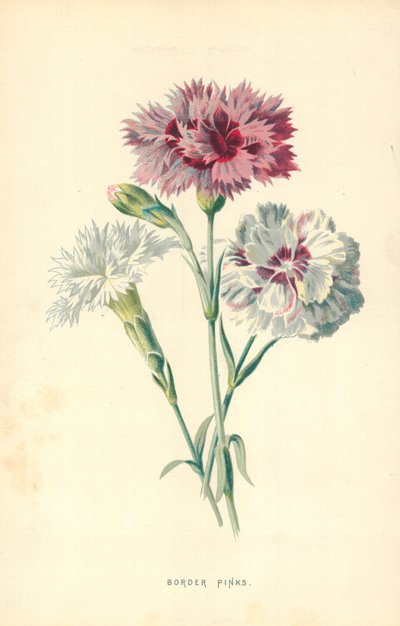 Garofani di confine da Frederick Edward Hulme