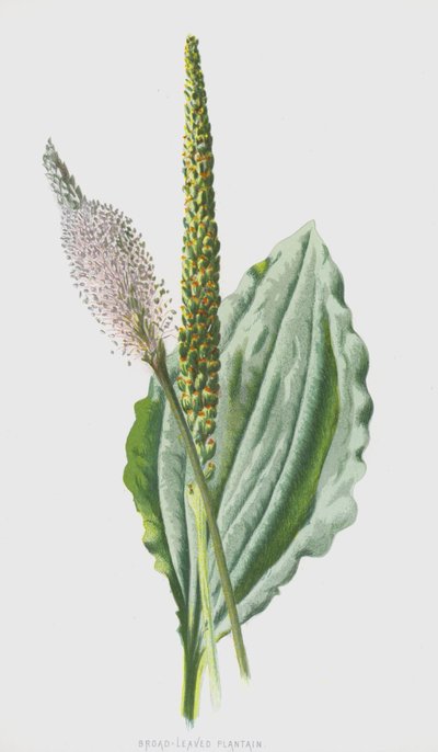 Piantaggine a foglie larghe da Frederick Edward Hulme