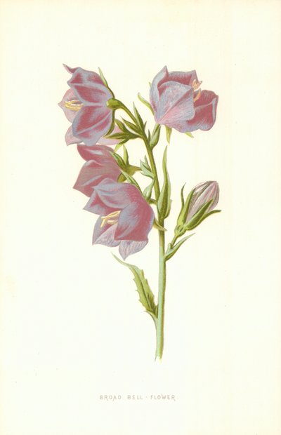 Campanula larga da Frederick Edward Hulme