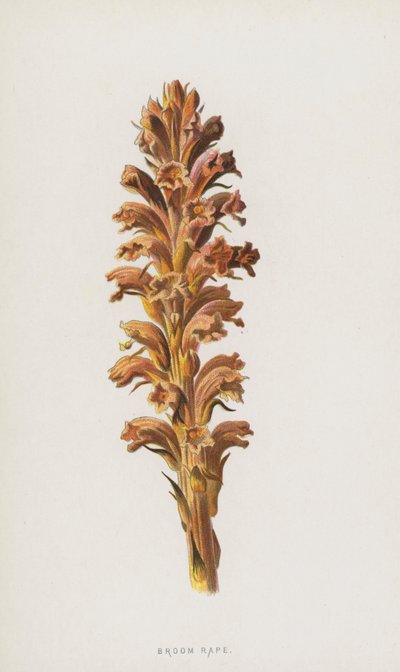 Succiamele da Frederick Edward Hulme