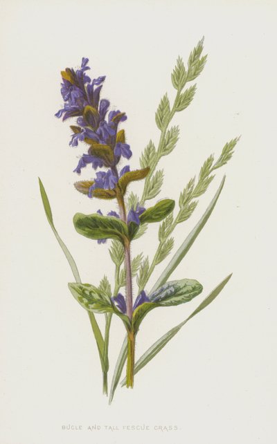 Bugola e festuca alta da Frederick Edward Hulme