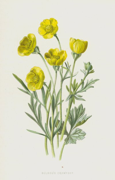 Ranuncolo bulboso da Frederick Edward Hulme