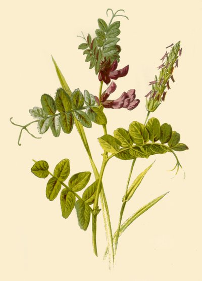 Veccia cespugliosa e erba vernal profumata, 1877 da Frederick Edward Hulme