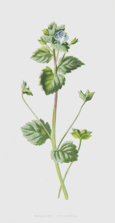 Veronica di Buxbaum da Frederick Edward Hulme