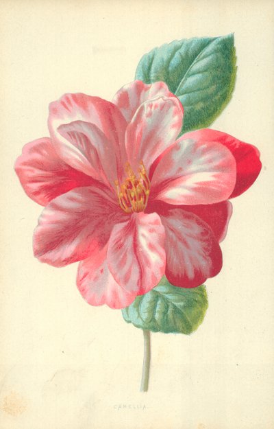 Camelia da Frederick Edward Hulme