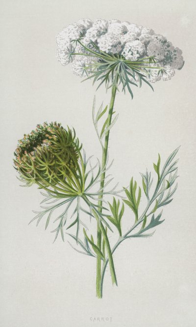 Carota da Frederick Edward Hulme