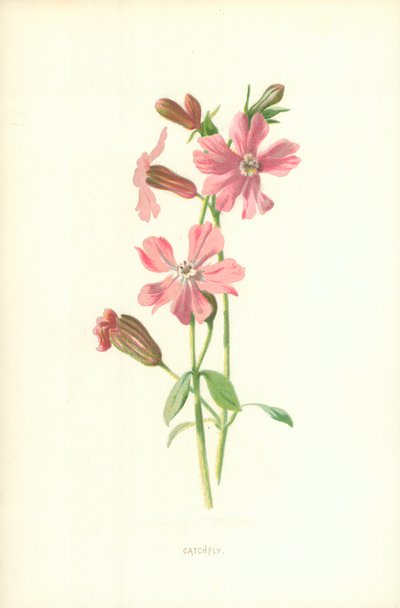 Silene da Frederick Edward Hulme