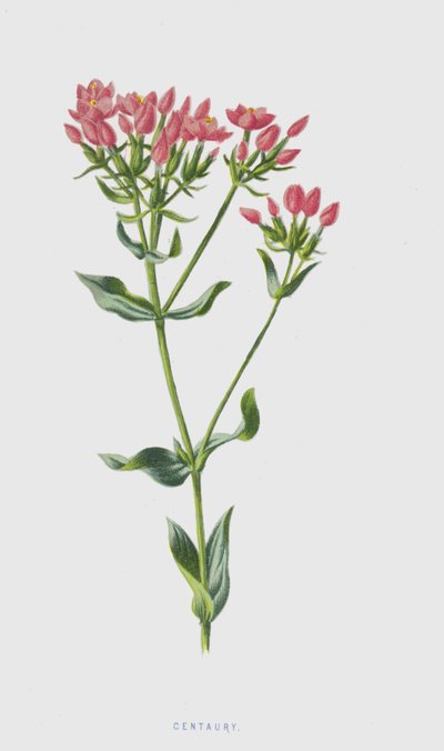 Centaurea da Frederick Edward Hulme