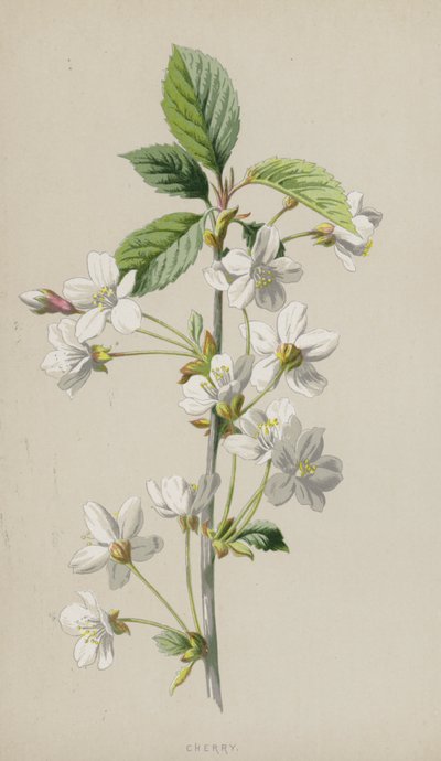 Ciliegia da Frederick Edward Hulme