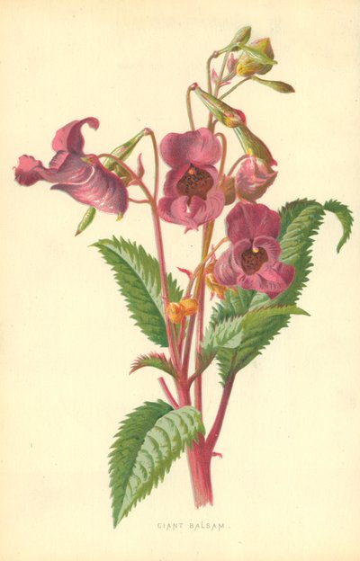 Ciant Balsam da Frederick Edward Hulme