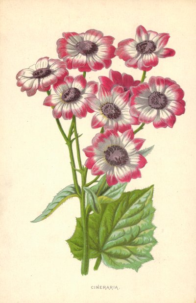 Cineraria da Frederick Edward Hulme