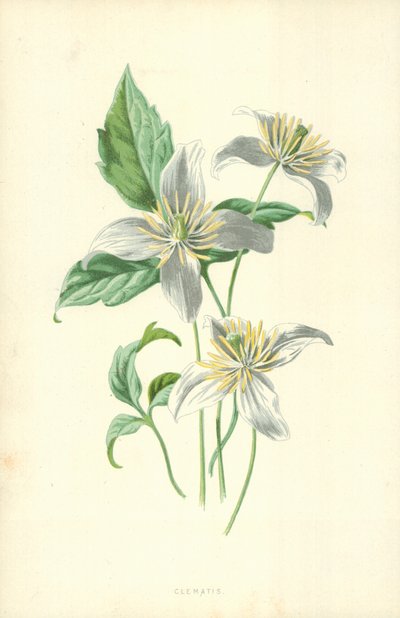 Clematide da Frederick Edward Hulme
