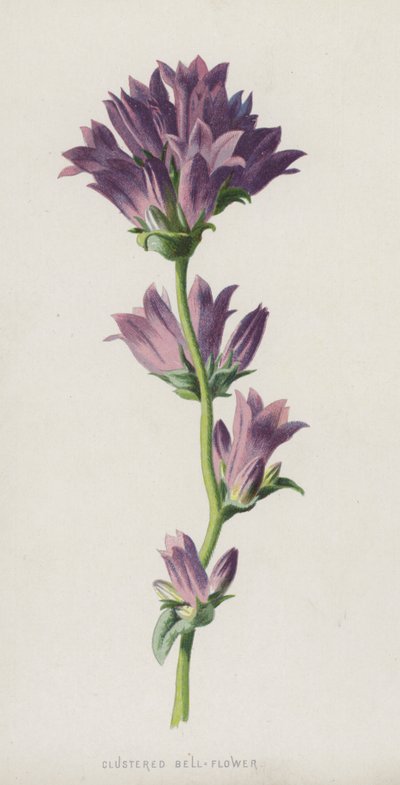 Campanula Raggruppata da Frederick Edward Hulme