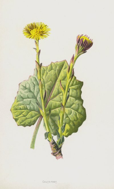 Farfaraccio da Frederick Edward Hulme
