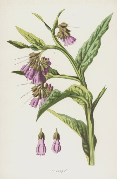Consolida maggiore da Frederick Edward Hulme